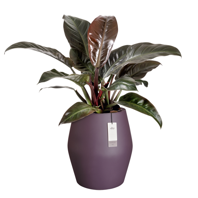 june split high 46cm vintage plum